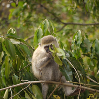 Photo de Rwanda - Akagera